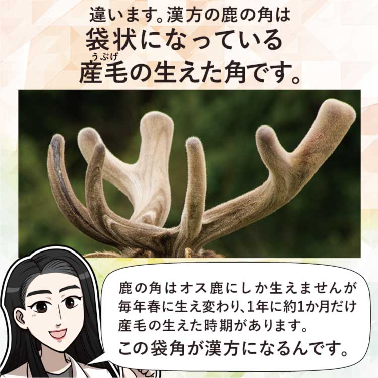 蝦夷鹿 鹿茸の袋角 約2400g 柔らかい先 蝦夷鹿 鹿茸の袋角 約2400g