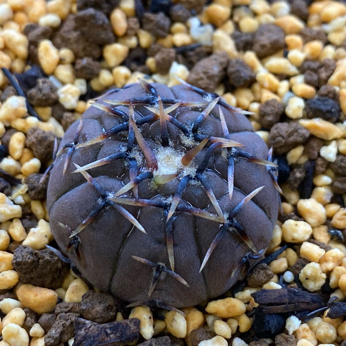 CO☆803 怪竜丸 実生1箱 ギムノカリキウム☆ サボテン 多肉植物