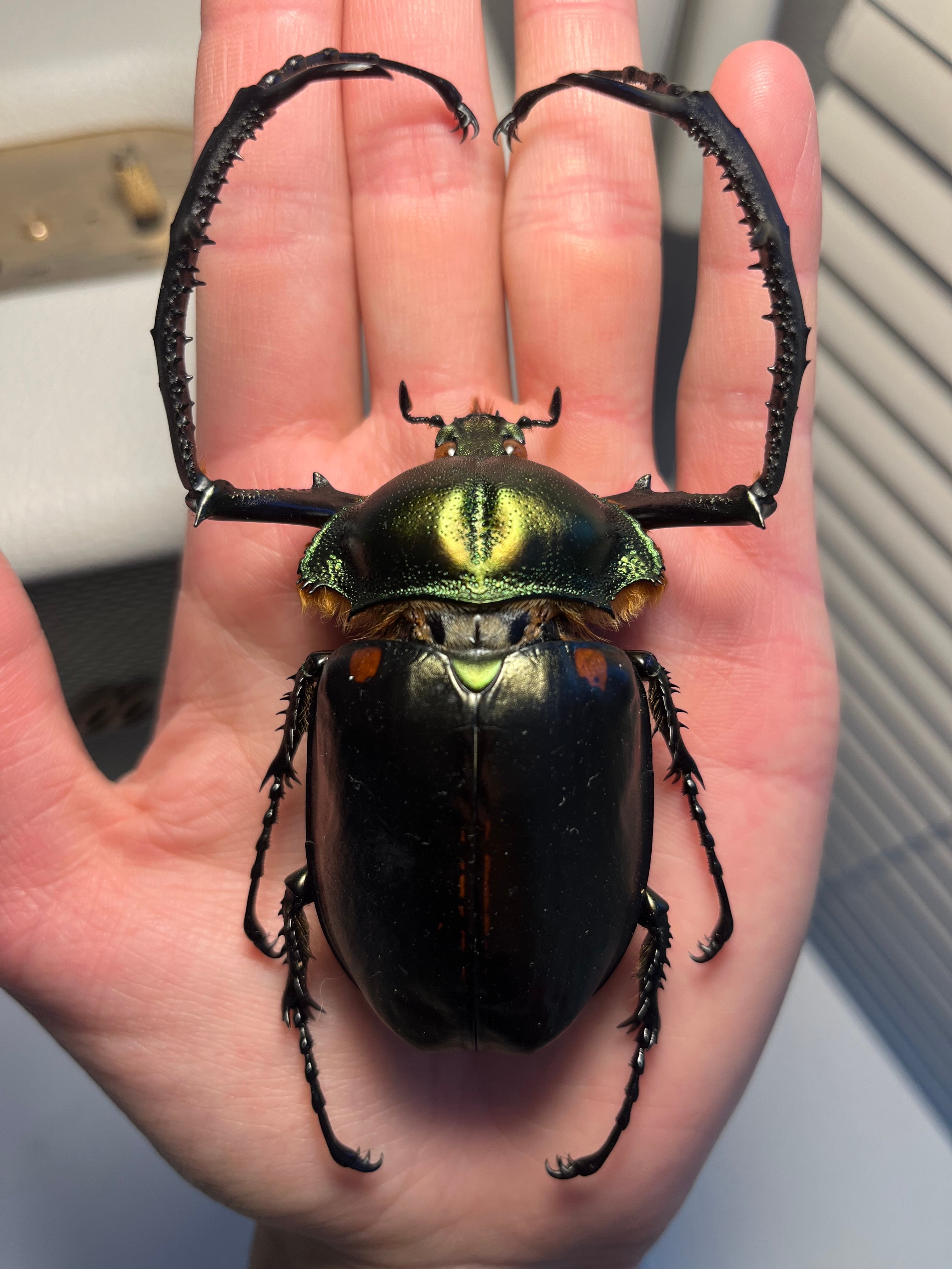 62mm】多分 赤 ゲストロイテナガコガネ カメムシサシガメ甲虫昆虫標本