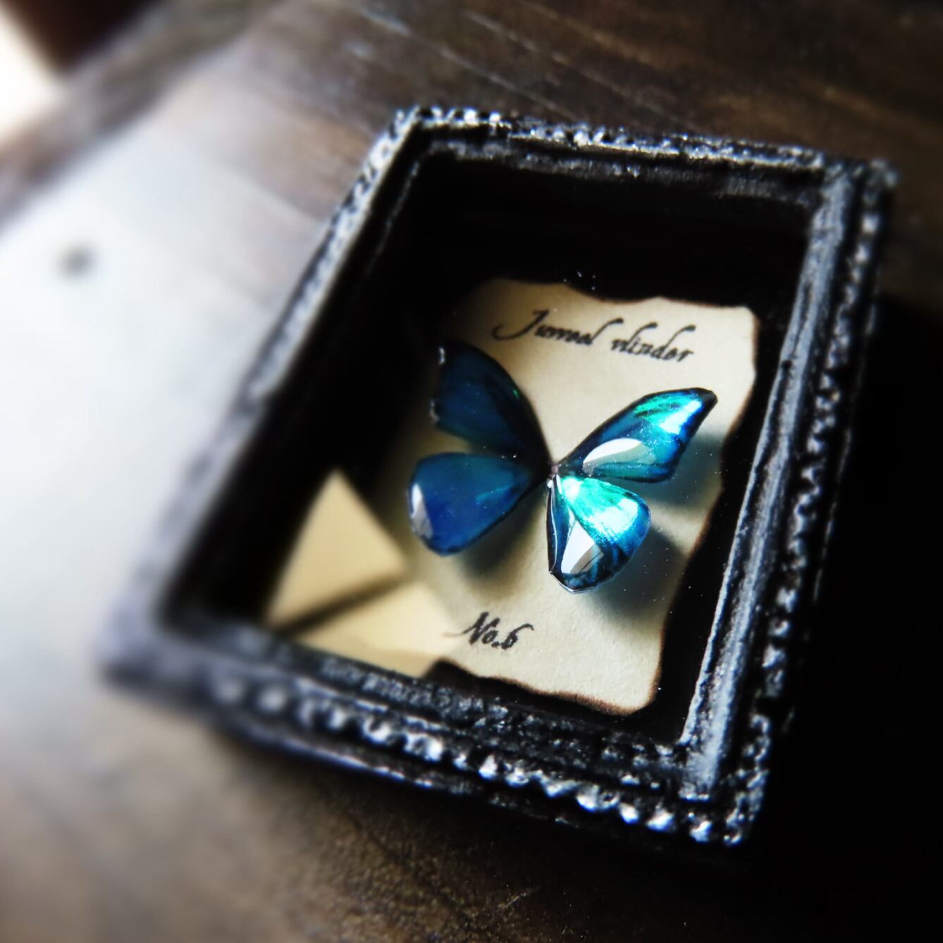 蝶の標本 ジャングルを舞う宝石(特珍) 蝶の標本 熱帯ジャングルを舞う