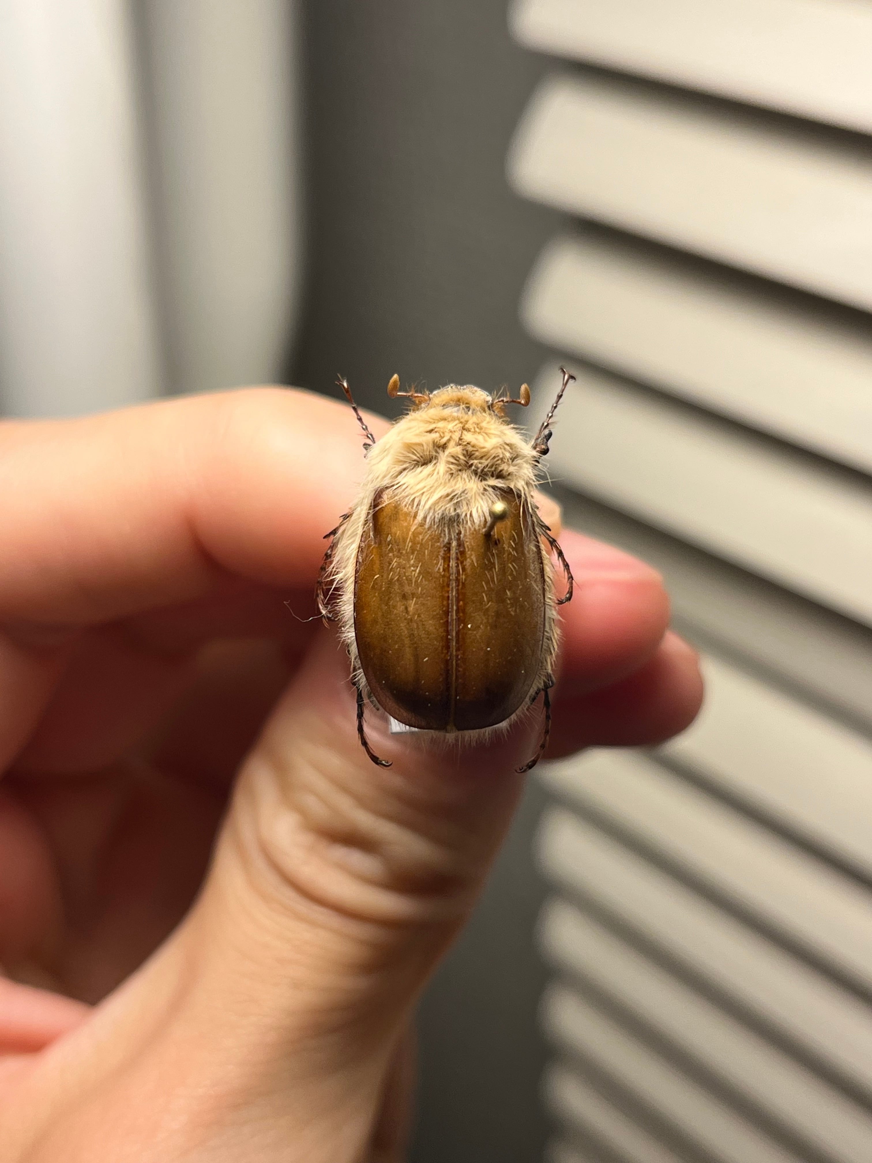 62mm】多分 赤 ゲストロイテナガコガネ カメムシサシガメ甲虫昆虫標本