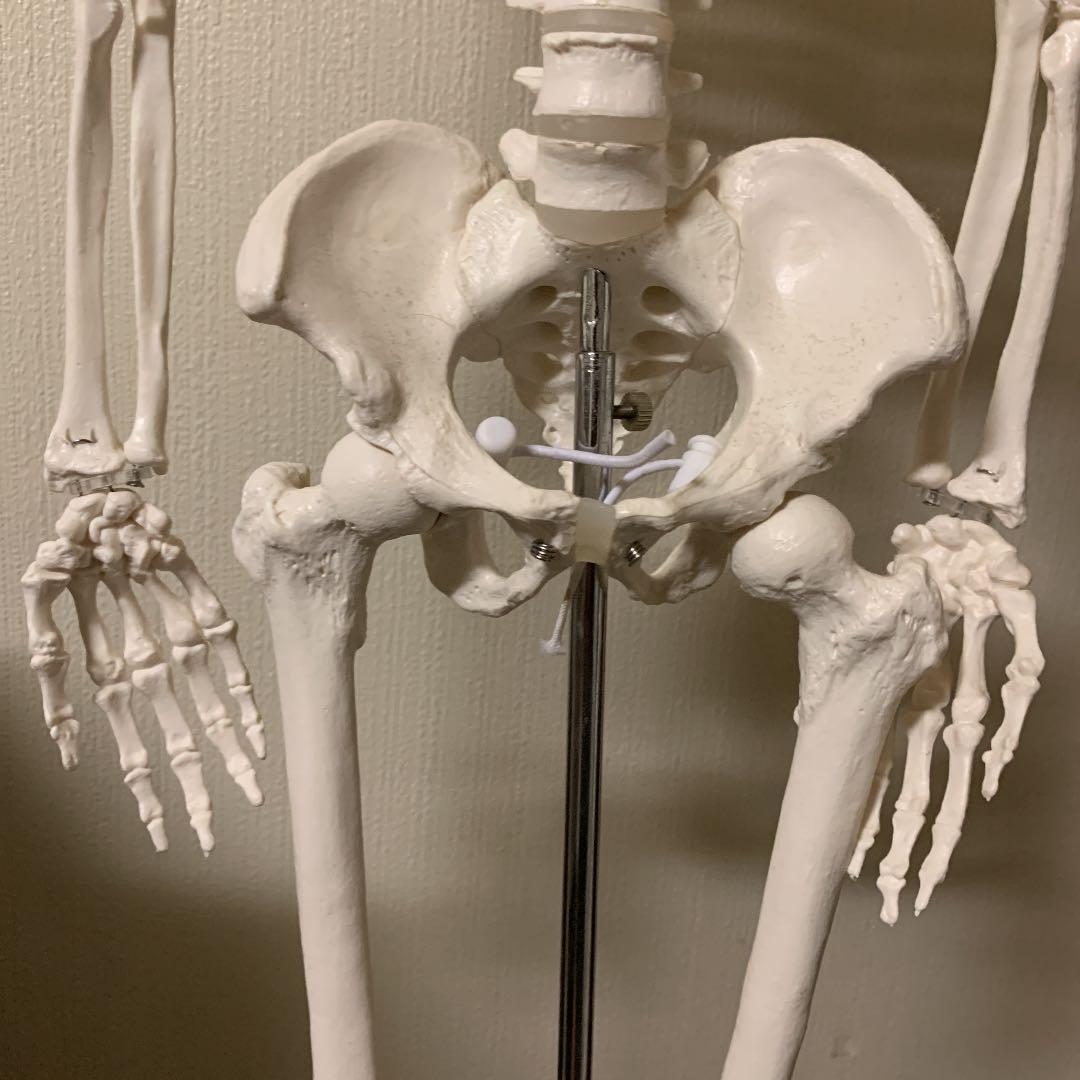 人体骨格模型 直立 スタンド 付 85cm 1/2モデル -1.4516