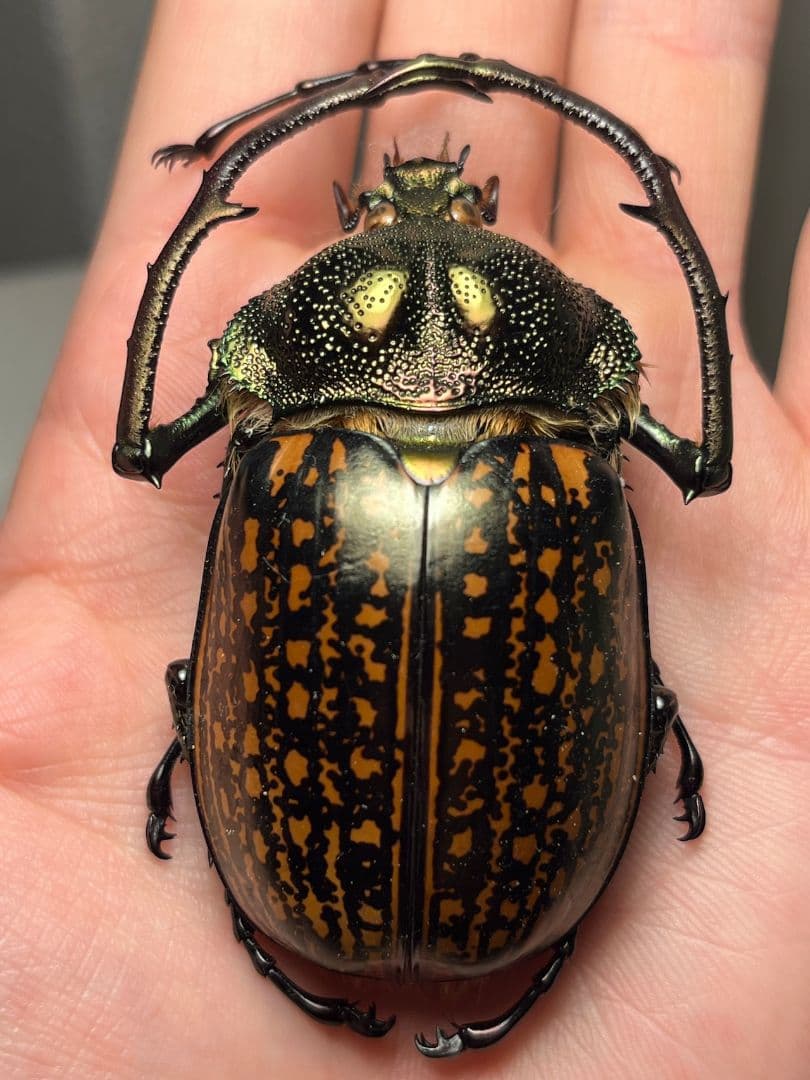 【62mm】多分 赤 ゲストロイテナガコガネ　カメムシサシガメ甲虫昆虫標本ハムシ 62mm】多分 赤 ゲストロイテナガコガネ カメムシサシガメ甲虫昆虫標本