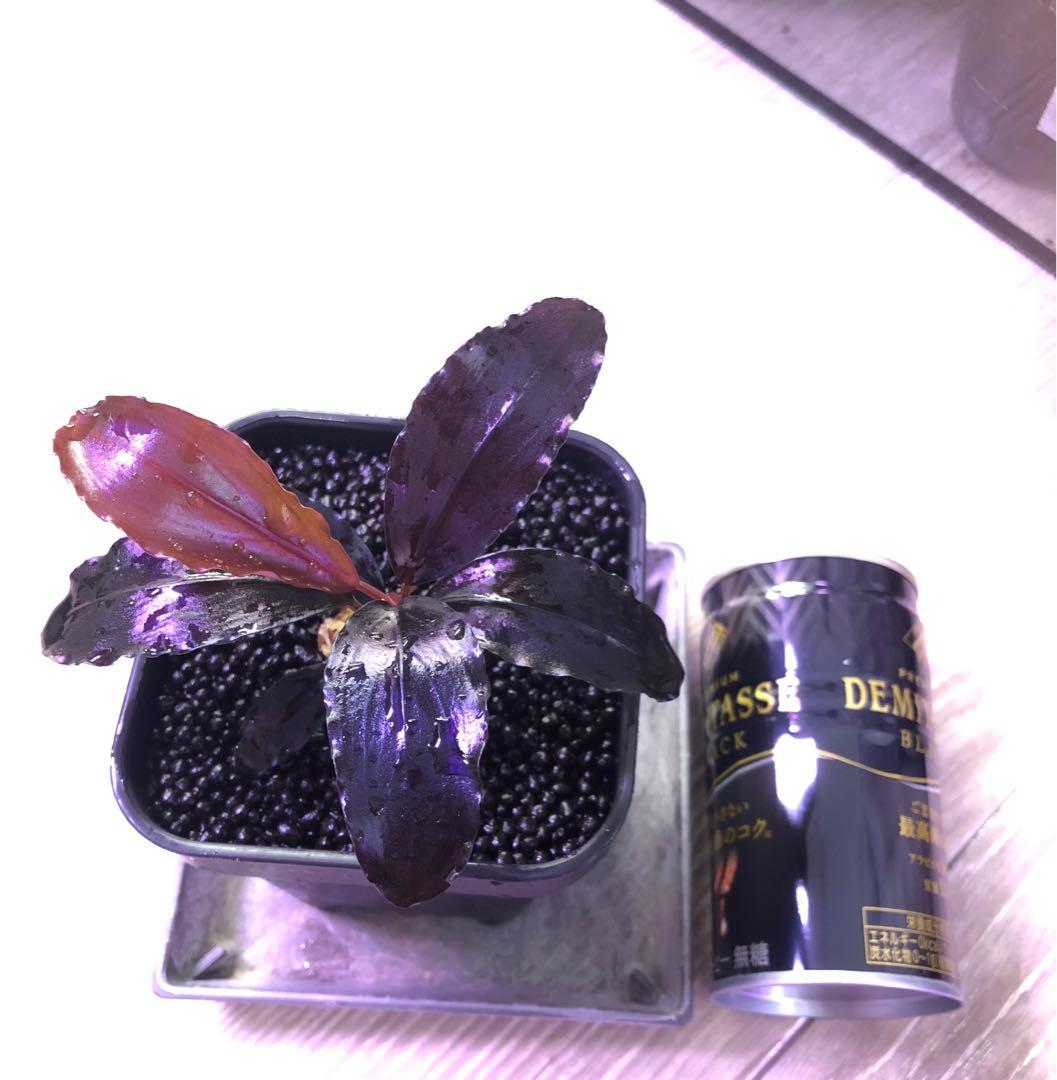 陰性水草の王様的存在【ブセファランドラ】Theia Blue 陰性水草の王様的存在【ブセファランドラ】Theia Blue 陰性水草の王様